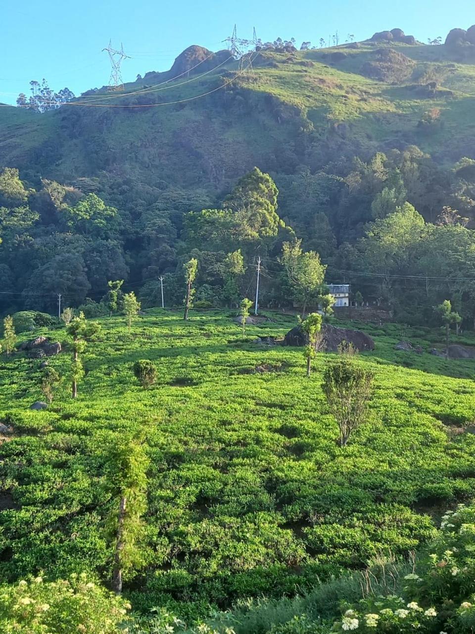 Tea Dale - All Rooms With Tea Estate View Munnar Zimmer foto